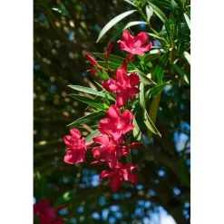 Nerium oleander - Oleandro