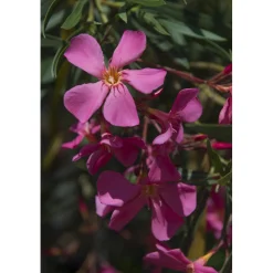 Nerium oleander cespuglio h cm 80/100