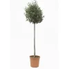 Olea europaea - Olivo