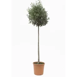 Olea europaea - Olivo