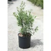 Olea europaea `Frangivento` - Olivo