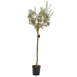 Olea europaea mezzo fusto (Olivo) Clt. 15