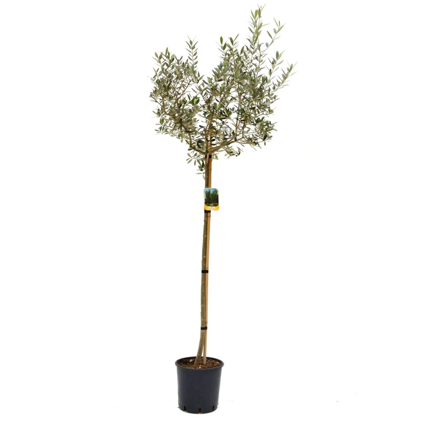 Olea europaea mezzo fusto (Olivo) Clt. 15