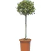 Olea europaea mini alberetto