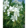 Oleandro Nerium Oleander Ø vaso 30 cm H 400