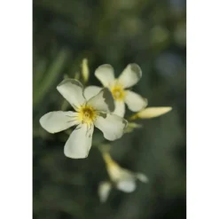Oleandro Nerium Oleander Ø vaso 30 cm H 400