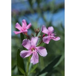 Oleandro Nerium Oleander Ø vaso 30 cm H 400