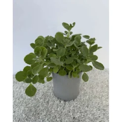 Origano cubano vaso Ø 14 cm