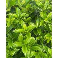 Osmanthus aquifolium