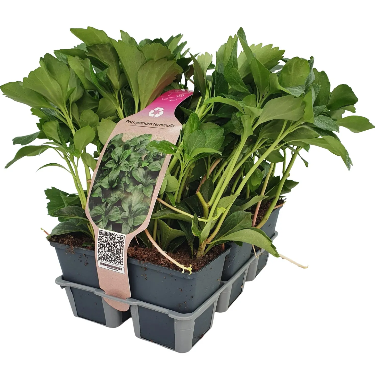 Pachysandra Terminalis confezione vaso 9 cm