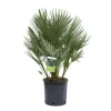 Palma nana Chamaerops humilis GROW by OBI per giardino e terrazzo