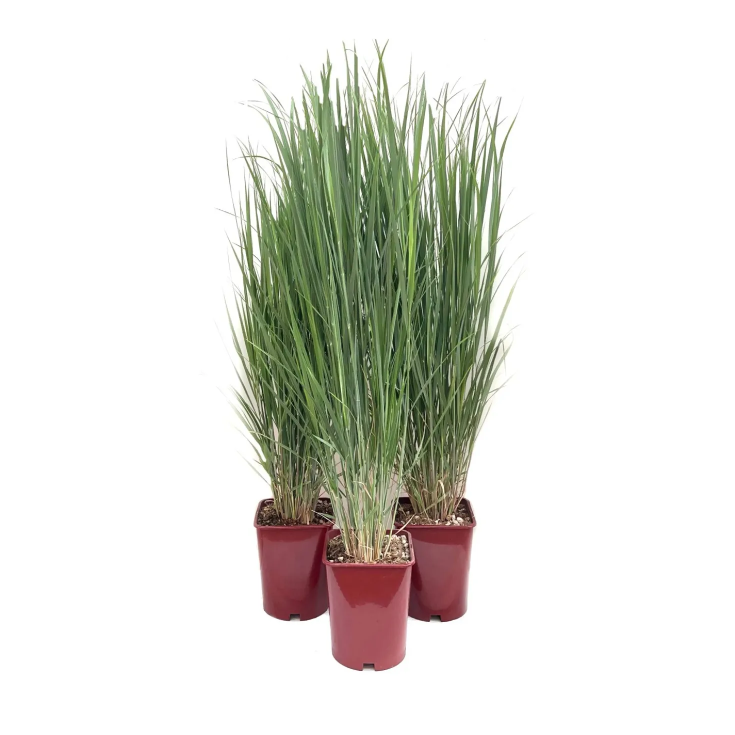 Panicum "Northwind" LV 15