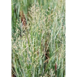 Panicum virgatum `Heavy Metal`