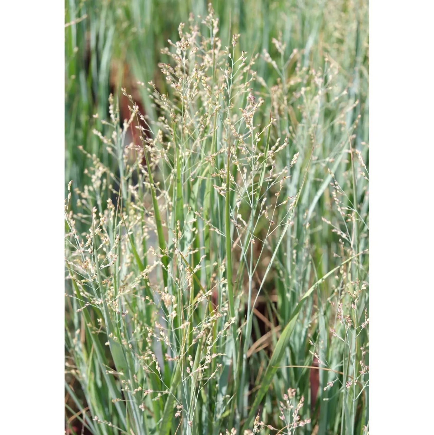 Panicum virgatum `Heavy Metal`