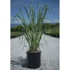Panicum virgatum "Heavy Metal"