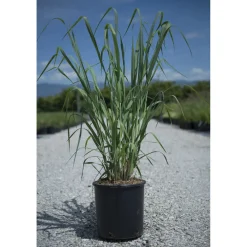 Panicum virgatum "Heavy Metal"