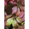 Parthenocisso quinquefolia rampicante h cm 100/150