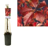 Parthenocissusengelmanni Vaso 17 cm