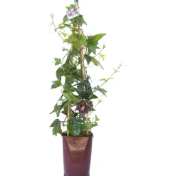 Passiflora forma a cono in varietà