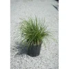 Pennisetum alopecuroides