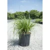 Pennisetum in varietà