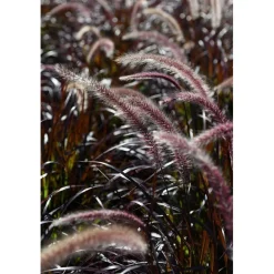 Pennisetum in varietà