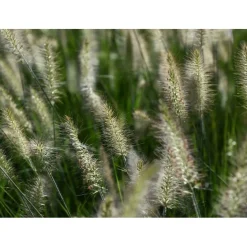 Pennisetum in varietà