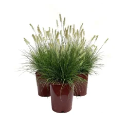 Pennisetum in varietà LV 11