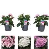 Pentas Vaso 13 cm