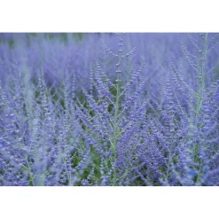 Perovskia atriplicifolia "Blue Spire" vaso 10 l