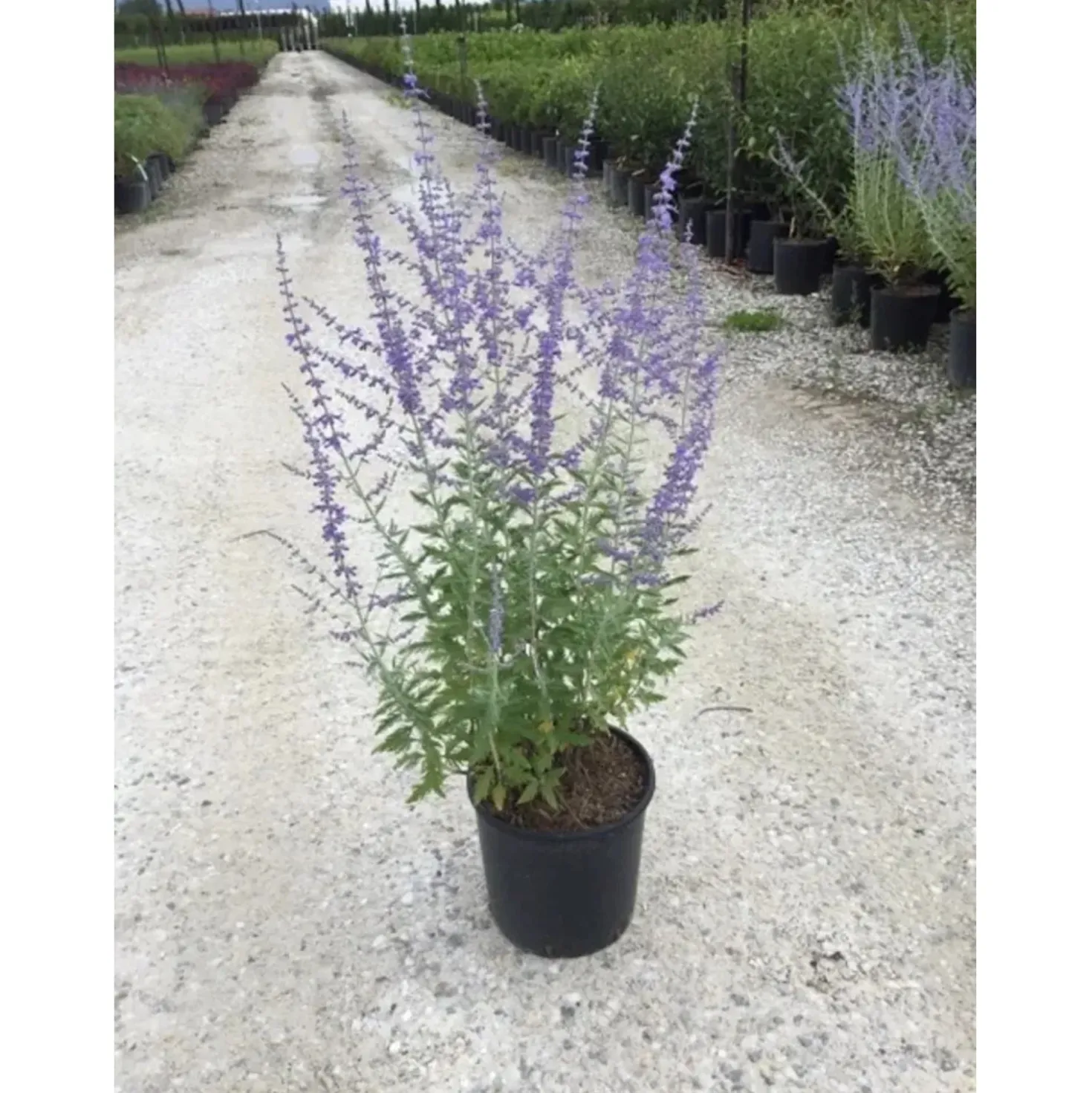 Perovskia atriplicifolia "Blue Spire" vaso 10 l