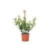 Photinia Fraseri Red Robin H45 cm Vaso 3L