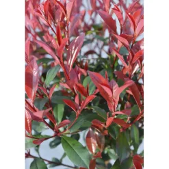 Photinia x fraseri 
