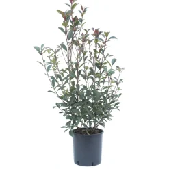 Photinia x fraseri