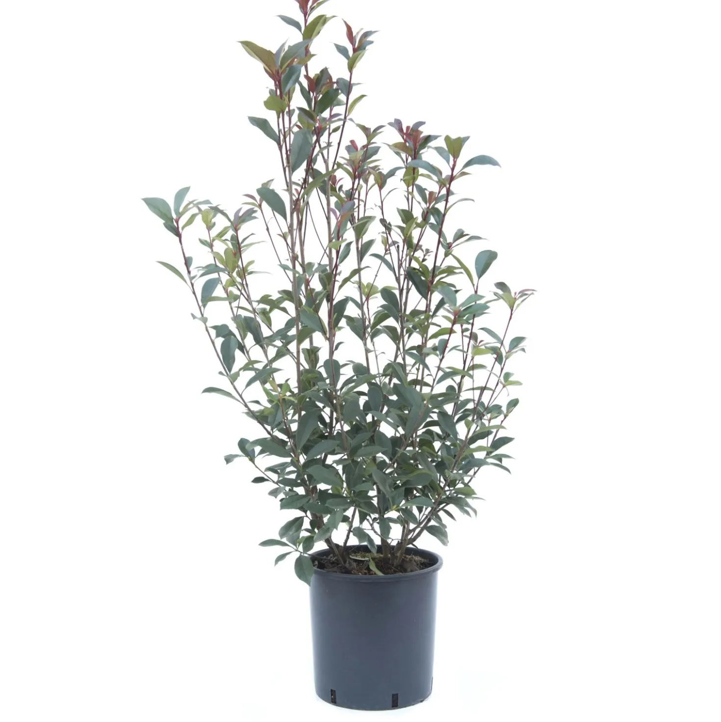 Photinia x fraseri "Carrè Rouge" cespuglio h cm 40/60
