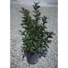 Photinia x fraseri `Magical Volcano`