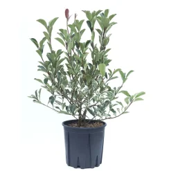 Photinia x fraseri `McLarlou` LOUISE
