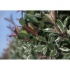 Photinia x fraseri "Pink Marble"® cespuglio