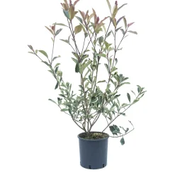 Photinia x fraseri 