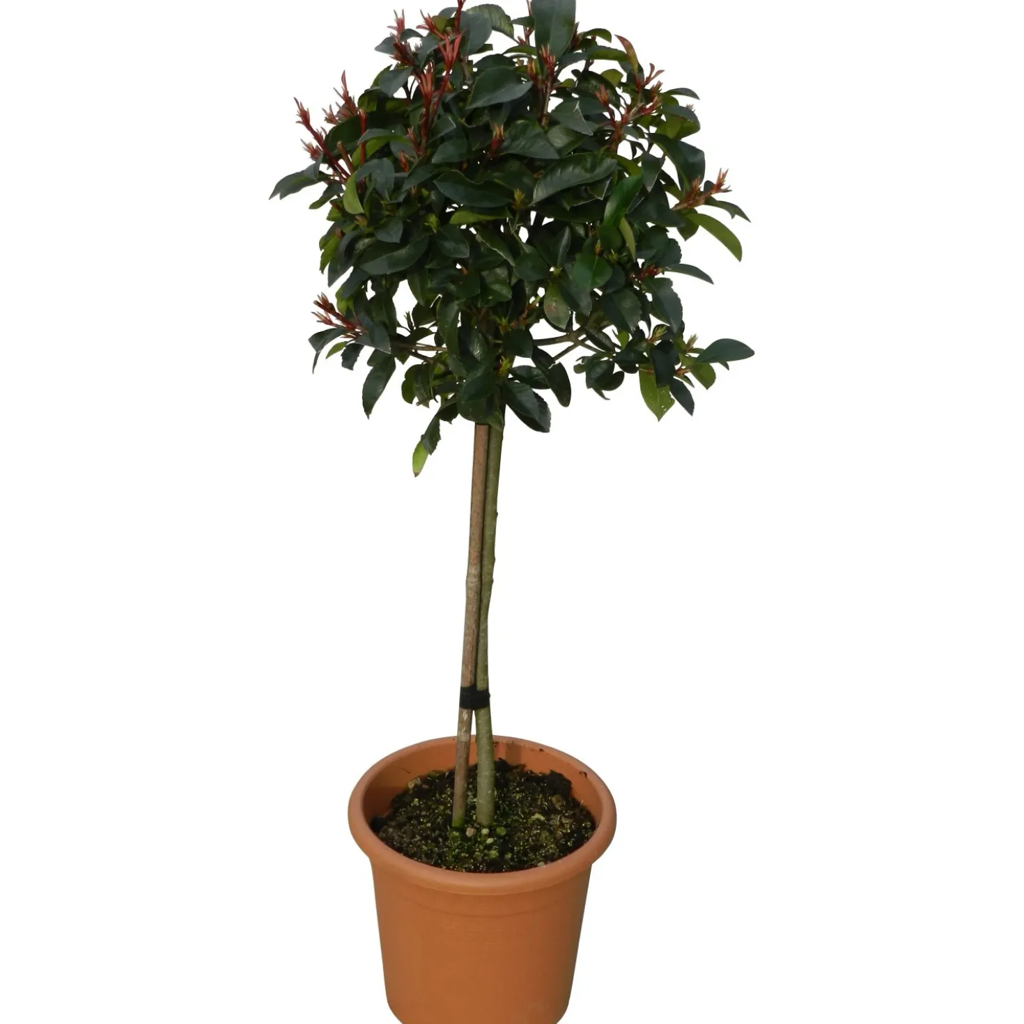 Photinia x fraseri "Red Robin" (P. serrulata "Red Robin") mini alberetto h cm 30