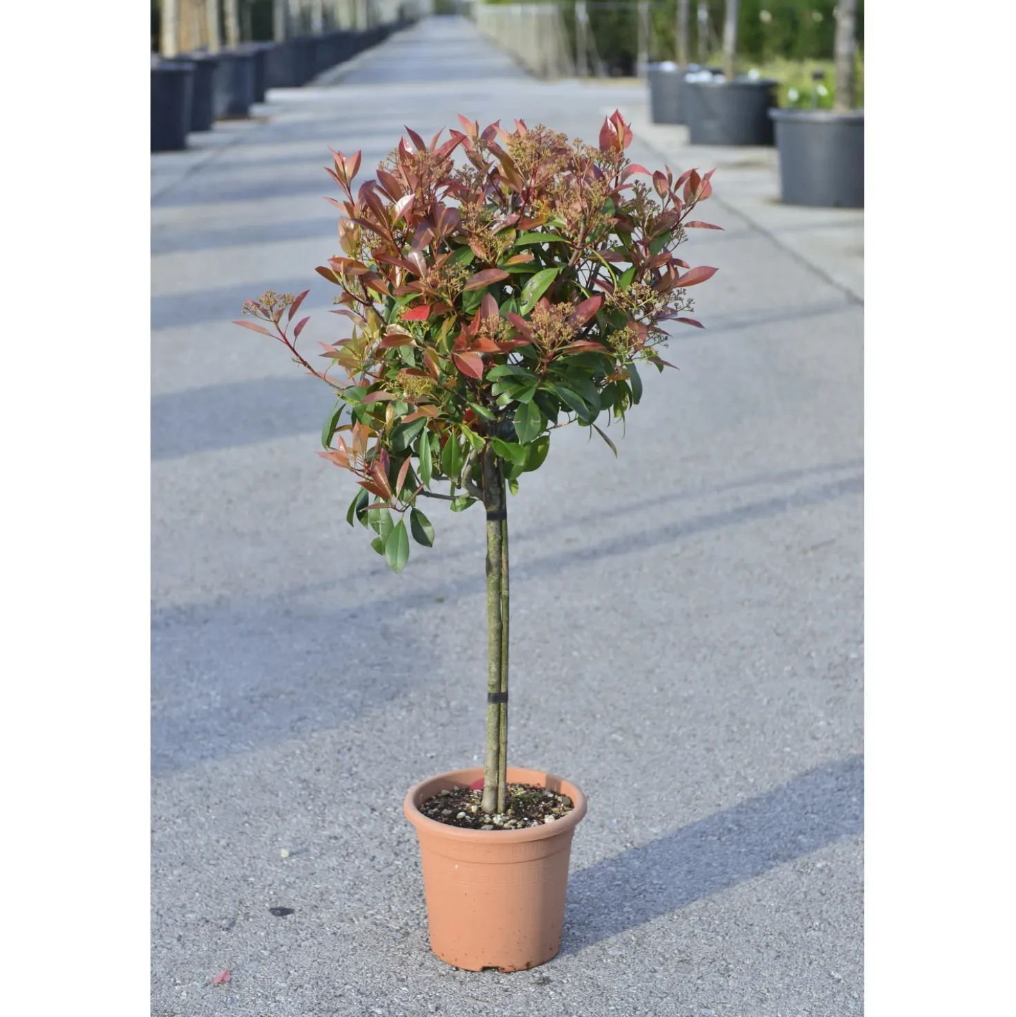 Photinia x fraseri "Red Robin" (P. serrulata "Red Robin") mini alberetto h cm 30
