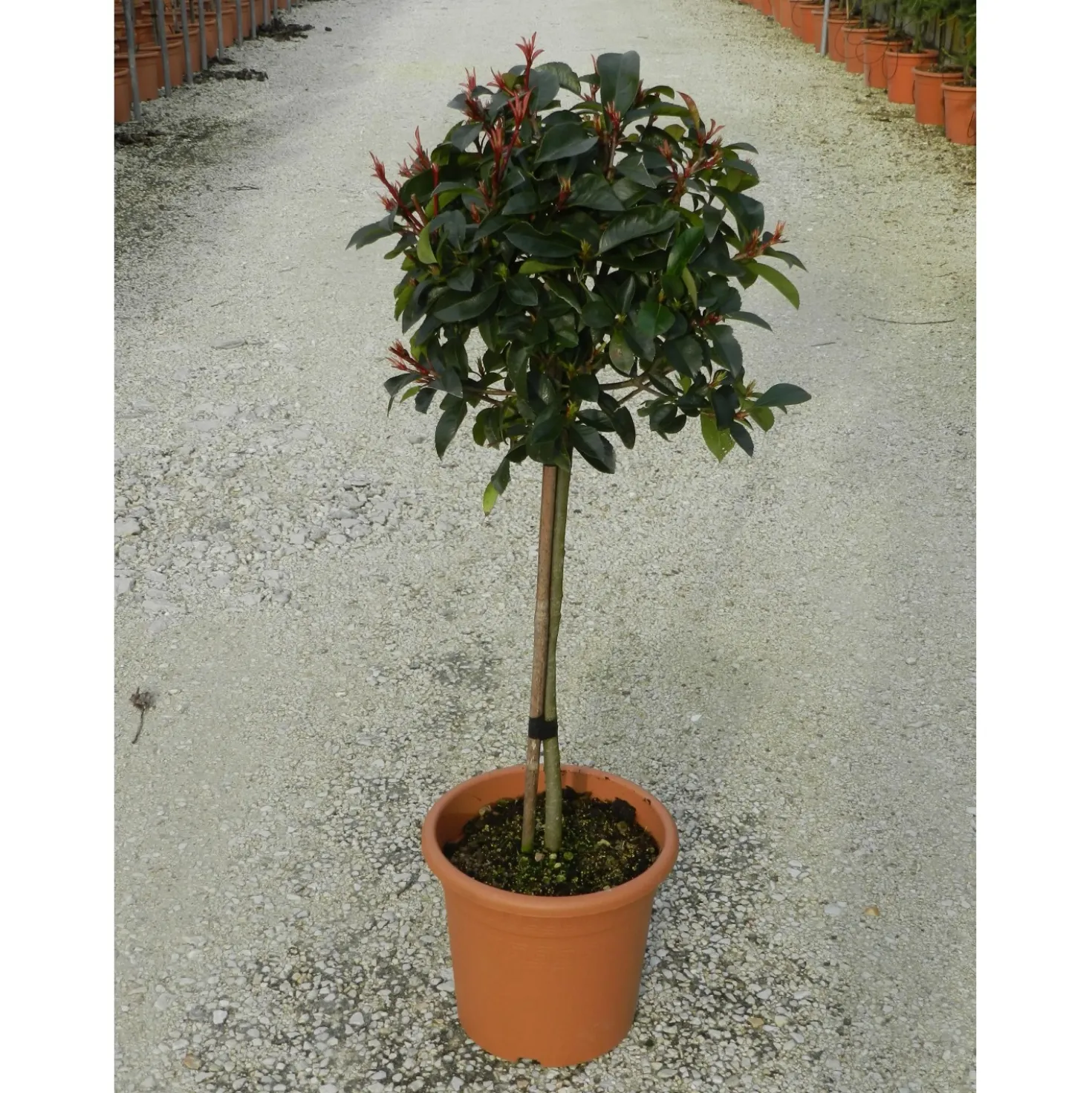 Photinia x fraseri "Red Robin" (P. serrulata "Red Robin") mini alberetto h cm 30