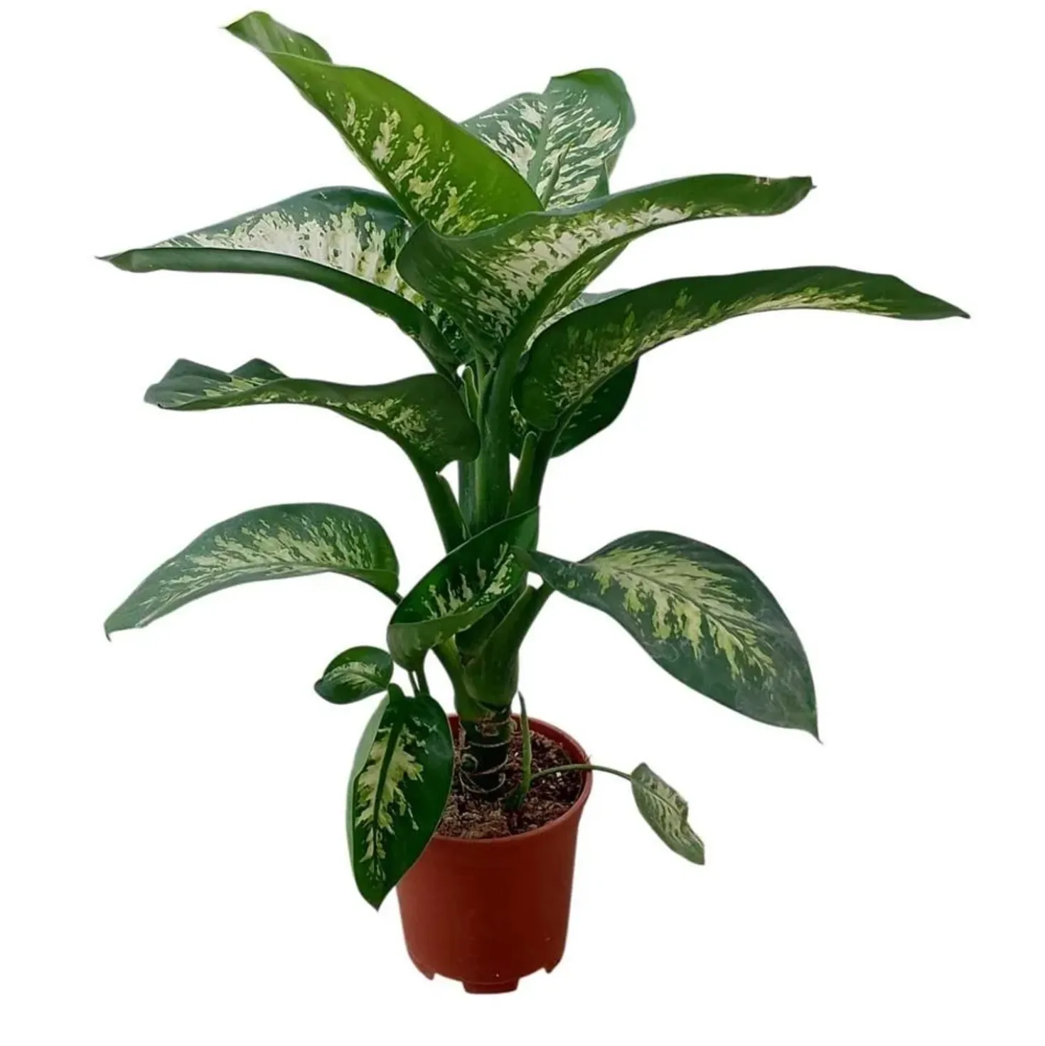 Pianta da appartamento Dieffembachia in vaso Ø 21 cm