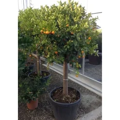 Pianta da frutto Calamondino Citrus mitis mezzo fusto h 120/130 cm