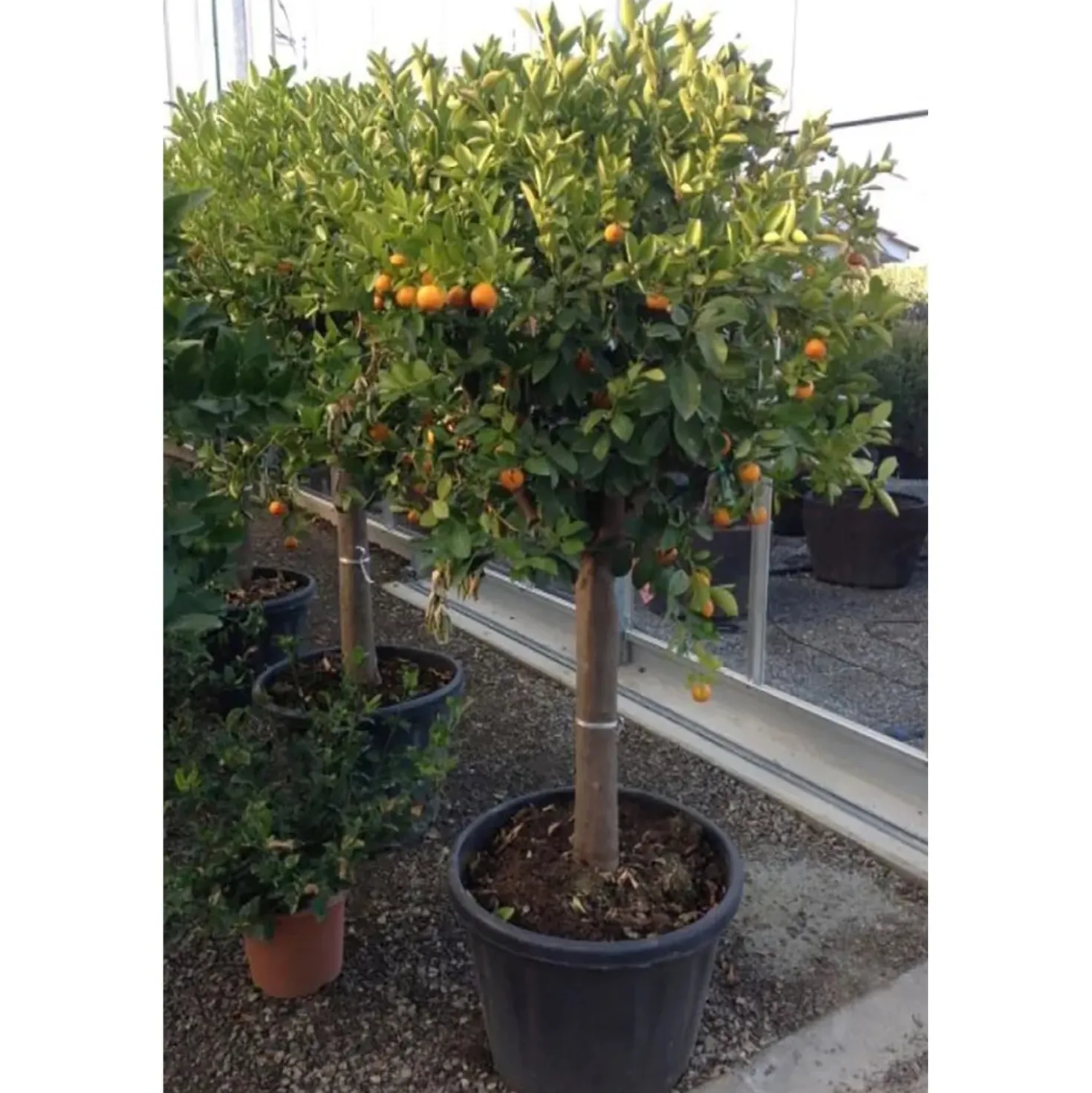 Pianta da frutto Calamondino Citrus mitis mezzo fusto h 120/130 cm