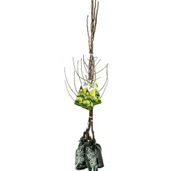 Pianta da frutto pero in pack - 120 cm