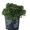 Pianta di Origano 14 cm