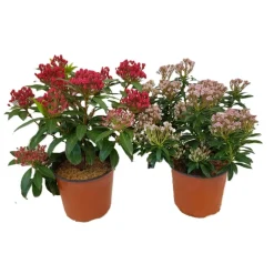 Pianta Kalmia Latifoglia