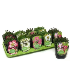 Pianteperennimix Vaso 10,5 cm