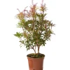 Pieris japonica vaso 17 cm